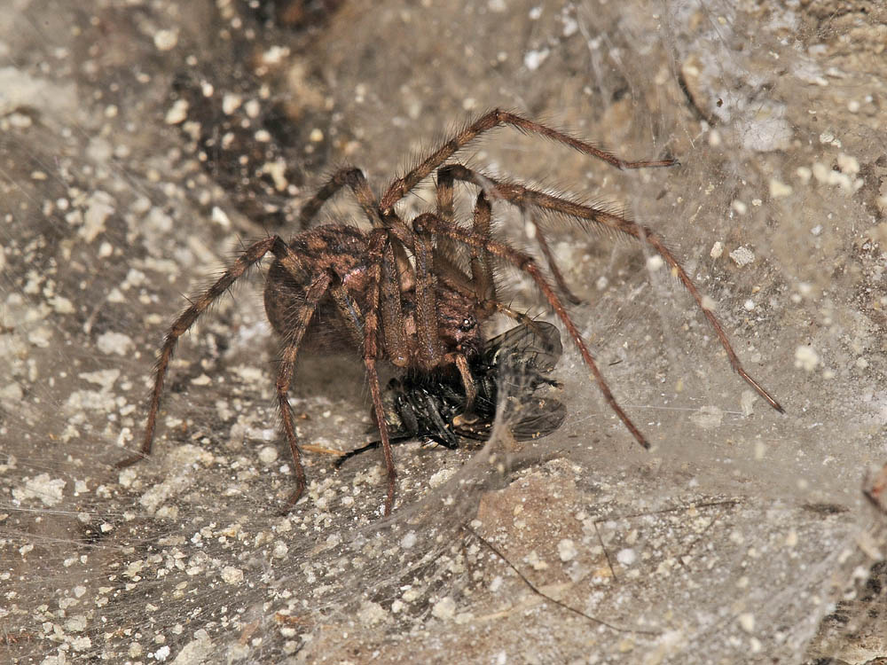 Ragno di galleria: Tegenaria parietina - Borrello (CH)